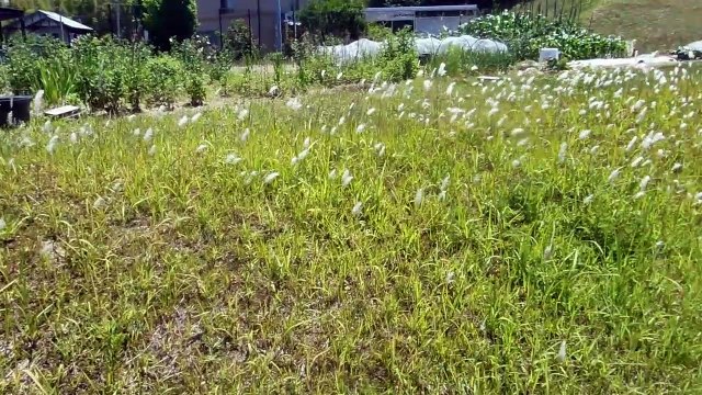 Pretty Grass Seeds in Japan