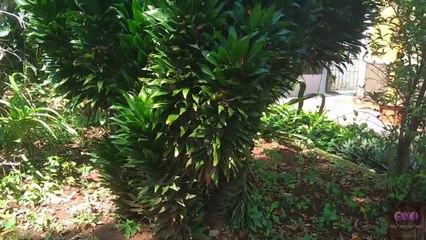 Toast  and Magic Ice Cream - What do you think???