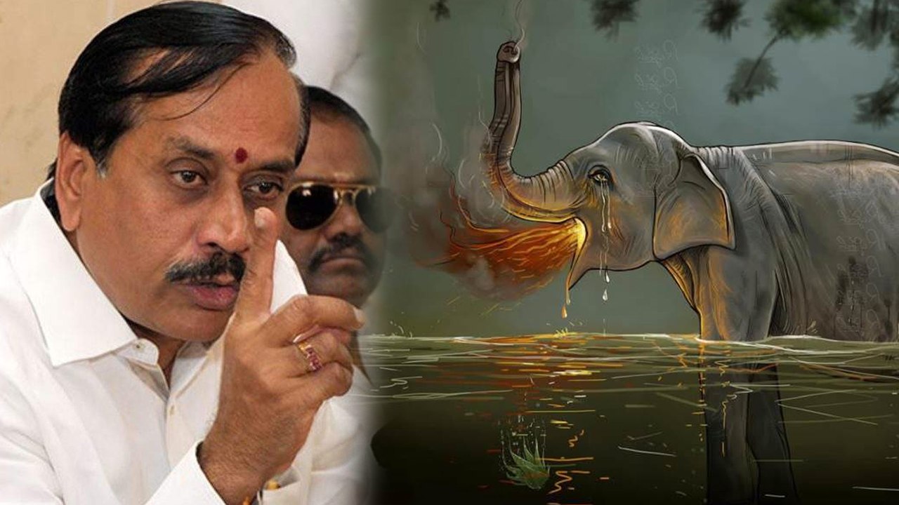 கேரளா யானை கொல்லப்பட்ட விவகாரம்....வேறுமாதிரி கோணத்தில் பேசும் பாஜக தலைவர்கள்