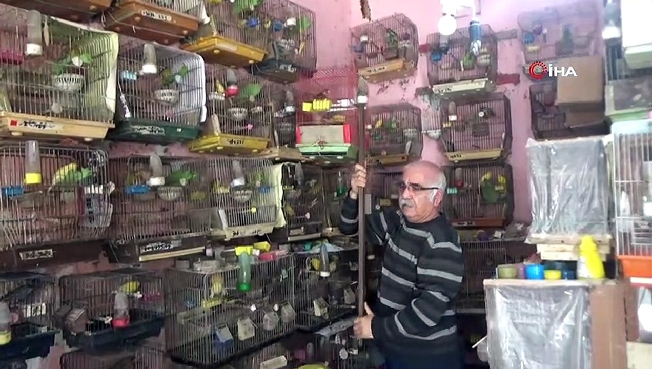 Emekli öğretmenin 'kuş' tutkusu...100 kanarya ve muhabbet kuşuna bakıyor