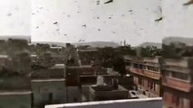 Locust Attack In India And Bible Prophecies  Apocalypse.