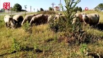 Koyunları otlatırken patlamamış top mermisi görünce şok oldu