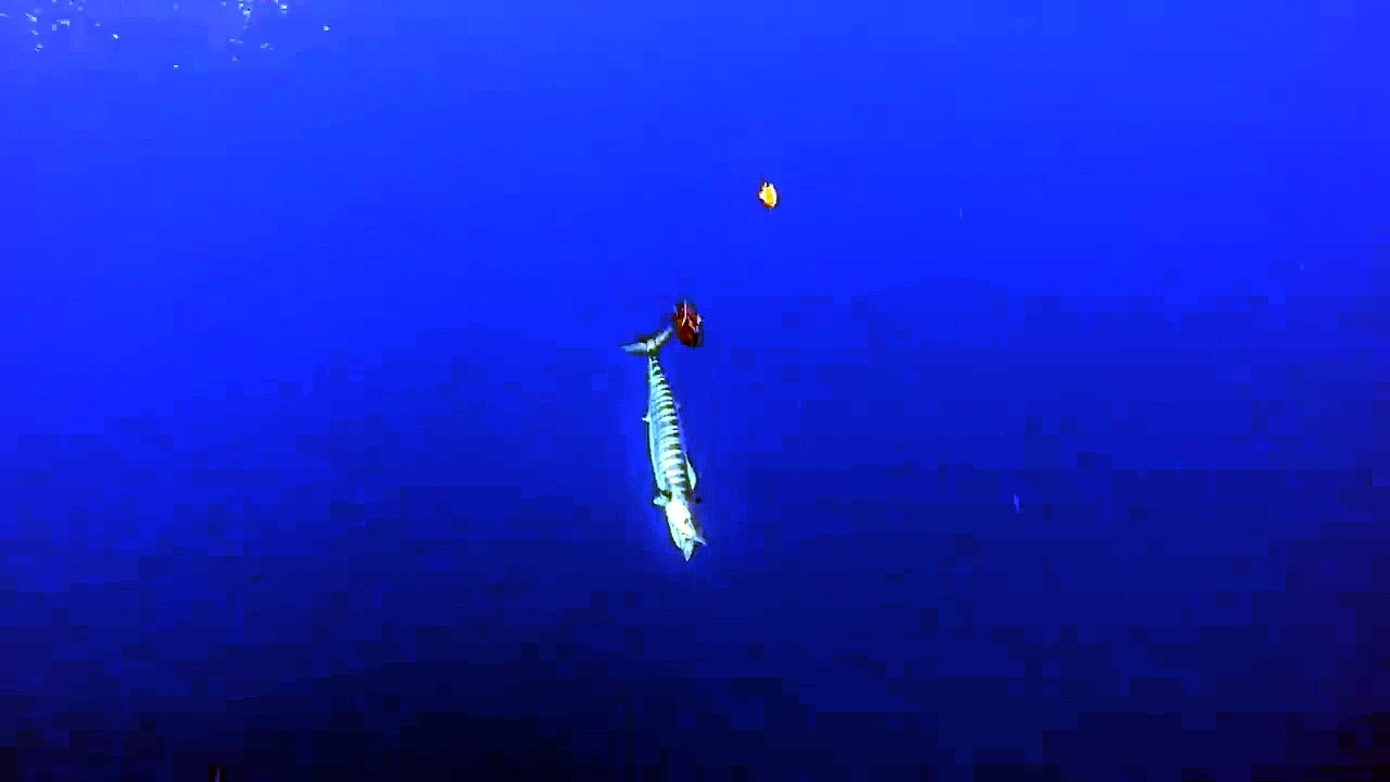BIG Fish in the Cayman Islands