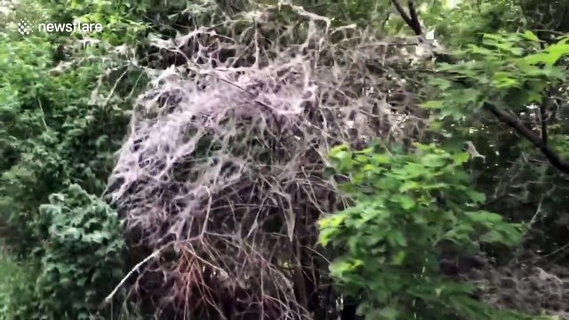 'Halloween decorations!' Toronto forest glazed with webbing as thousands of caterpillars invade