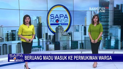 Resah! 2 Beruang Madu Masuk Permukiman Warga