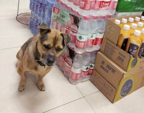 Covid-19 : ce chien attend le retour de son maître décédé à l’hôpital pendant 3 mois !