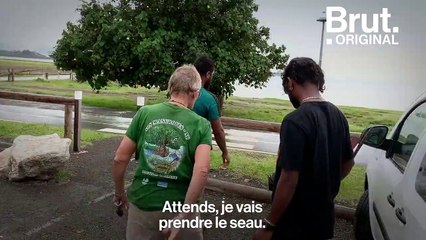 En Nouvelle-Calédonie, ils replantent des mangroves pour protéger les côtes