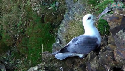 Hải âu Fulmar phương Bắc và hành vi nôn chất dịch để tự vệ