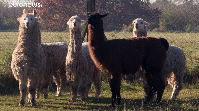 ¿Son las llamas argentinas la solución frente a la pandemia de covid-19?