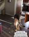 Dog Doesn't Like Hardwood Floors and Prefers Walking on Carpet