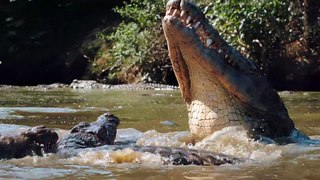 Incredible Animal Moments (English Subtitles) | Wildlife Documentary #DocuEngsub Channel