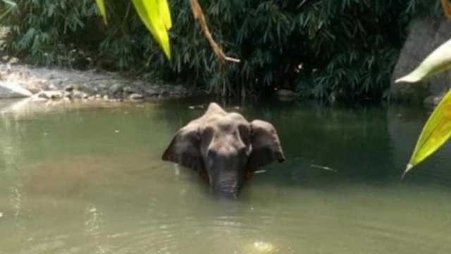 Pineapple bomb kills pregnant elephant in Kerala, triggers outrage
