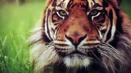 Big Cats, Tribute -, Nature's ,Perfect