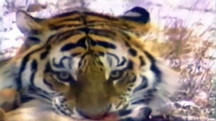 Biggest Wild ,Animal Fight, - Felids vs Canids ,- Ultimate Scene's ,compilation