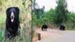 #Watch : Two Bears Roam In AP's Srikakulam Streets