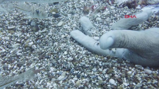 Balon Balığı sürüsünü elleriyle akvaryum balığı gibi besledi