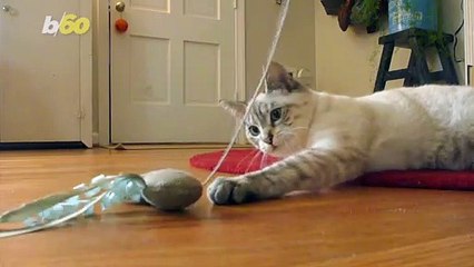 Here’s What to Avoid When Buying Toys for Your Pet