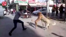 Köpekler birbirine zarar vermesin diye kendini tehlikeye attı