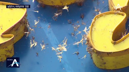 “팅커벨 때문에 못 살겠어”…한강변에 뜬 벌레와의 전쟁