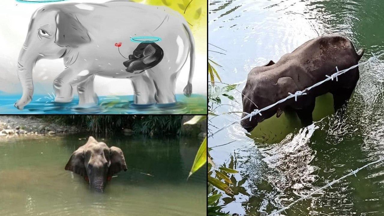 Two Major Mistakes Over Kerala Elephant Issue!