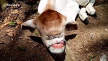 Cyclops cow with one eye born in remote village in the Philippines