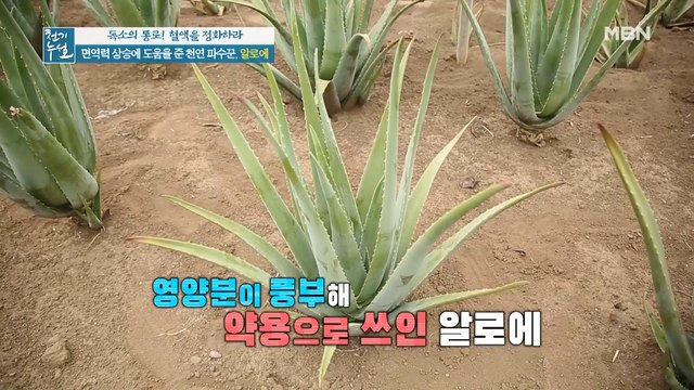 장 튼튼! 면역력 탄탄! [알로에]