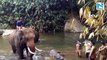 One arrested in Kerala elephant death case: Kerala forest minister