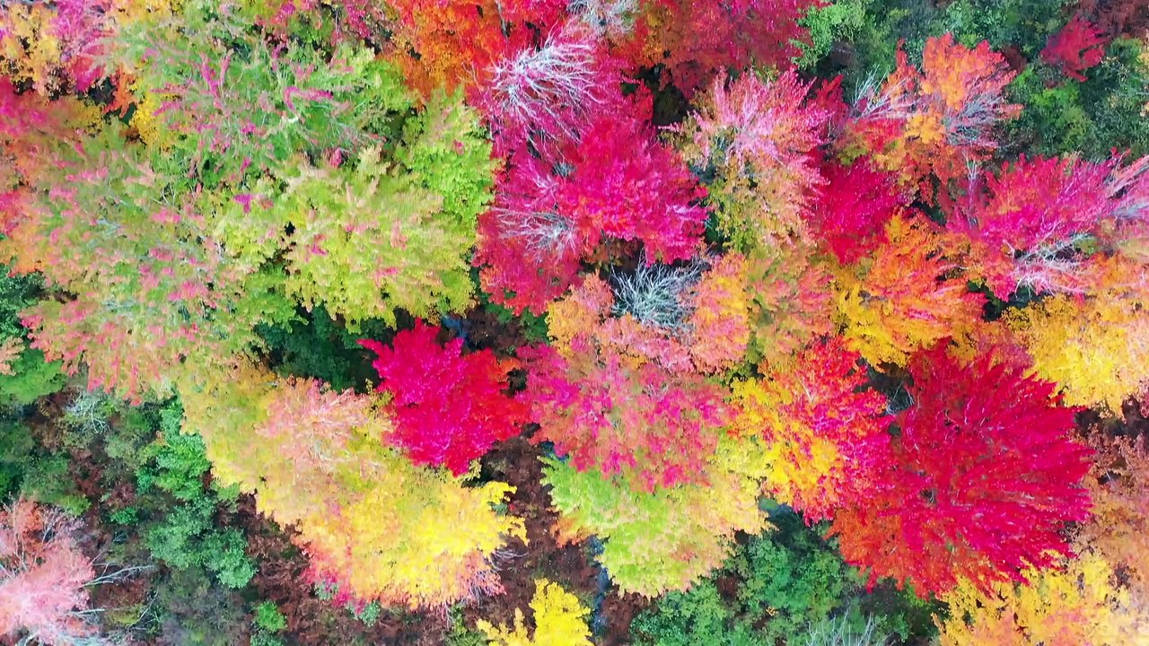 Colourful Tree