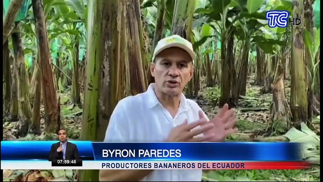 Productores donan bananos a distintas provincias para personas más necesitadas