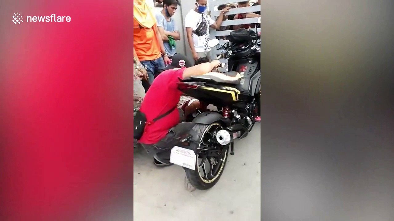 Python caught hiding inside motorcycle headlight in the Philippines