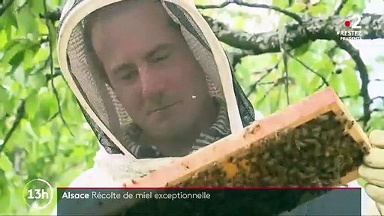 Alsace : vers une récolte exceptionnelle de miel en 2020 ?