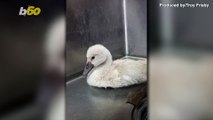 See Hope the Baby Swan Thriving in Rescue Center After Surviving Predator Attack