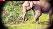 kerala pregnant elephant death, after eat crackers pineapple  |Keral elephant tragedy