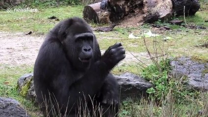 Gorillas spirits are dampened when playtime gets rained on