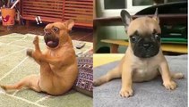 Funny and Cute French Bulldog Puppies Compilation #40 _ Dogs Awesome