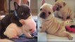 Cutest French Bulldog - Funny and Cute French Bulldog Puppies 2019 #20