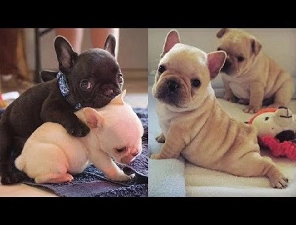 Cutest French Bulldog - Funny and Cute French Bulldog Puppies 2019 #20