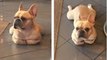 Funny and Cute French Bulldog Puppies Compilation #68 _ Dogs Awesome