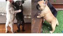 Funny and Cute French Bulldog Puppies Compilation #69 _ Dogs Awesome