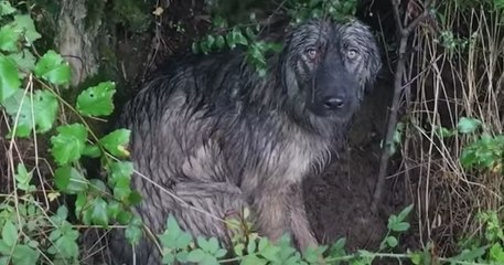 Abandonné sous la pluie, ce chien attendait qu'on vienne à son secours