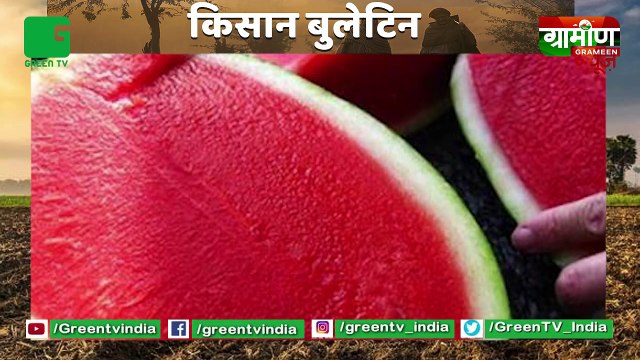 Kisan रामप्रताप ने उगाया बिना बीज वाला Sugar Free Watermelon (तरबूज़) | Kisan Bulletin : Grameen News