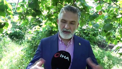 Koronavirüsü sürecinde üreticiler bahçeye girdi, fındık kalitesinin yüksek olması bekleniyor