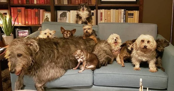 Cet homme vit avec 9 chiens !