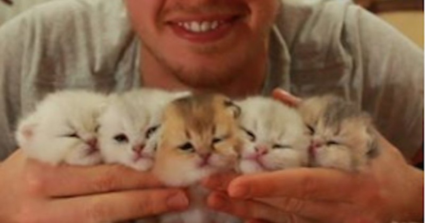 Cet éleveur adore s'occuper de ses chatons !
