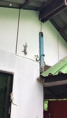 Snake Strike Sends Gecko Sailing Into Water Bucket