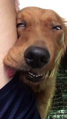 Tired Dog Finds Total Relaxation on Its Humans Leg