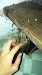 Stray Rodent Gets Scratches