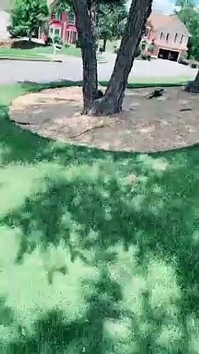 Driver Delivers Thirsty Turtle to Water