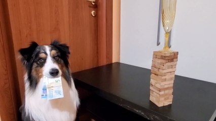 Precise Doggo Extracts Banknotes and Jenga Game Blocks