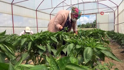 3 Yıldır Çiftçilik Yapan Çift, Seralarından Yılda 40 Ton Ürün Alıyor